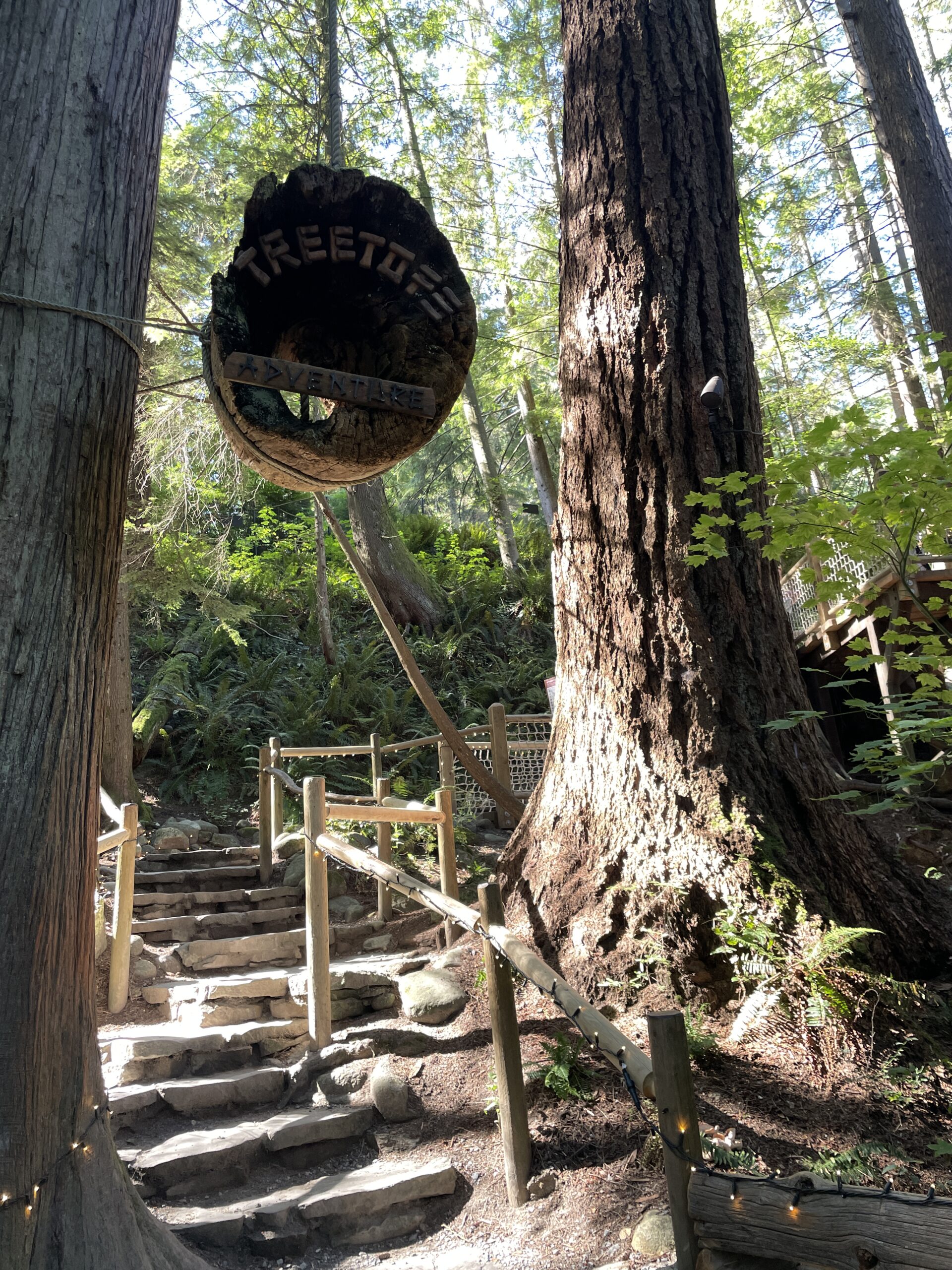 Walking among the treetops and getting an up-close look at the majestic ancient Douglas fir trees